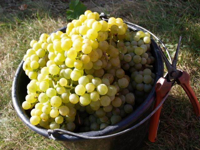 Vínovice MOPr 48%